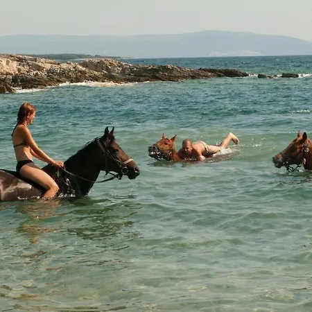 Mare